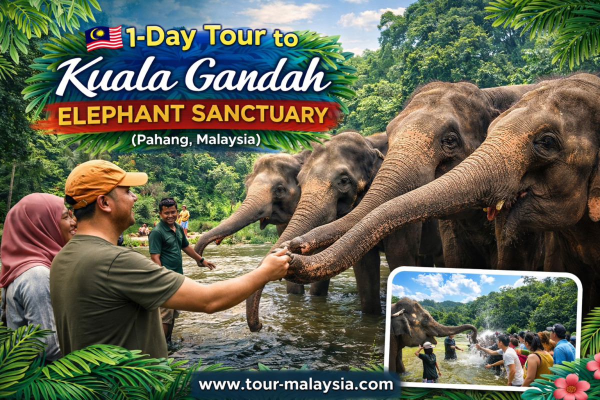 1-Day Tour to Kuala Gandah Elephant Sanctuary (Pahang, Malaysia)