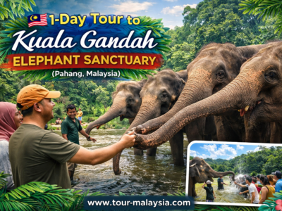 1-Day Tour to Kuala Gandah Elephant Sanctuary (Pahang, Malaysia)