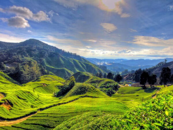 Cameron Highlands