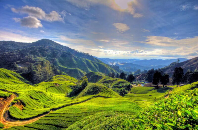 Cameron Highlands