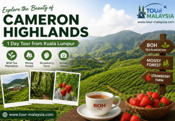 1 Day Cameron Highlands Tour from Kuala Lumpur – Itinerary