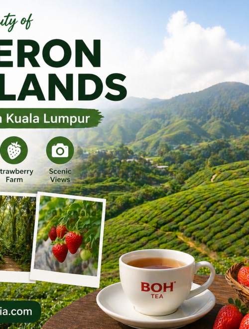 1 Day Cameron Highlands Tour from Kuala Lumpur – Itinerary
